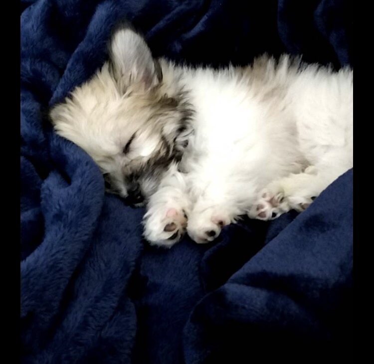 LyndsMae's tweet photo. Feeling like this lil dude this AM. Where’s the coffee? #dozer #puppylifeisthebestlife https://t.co/nOIoJWtUFj
