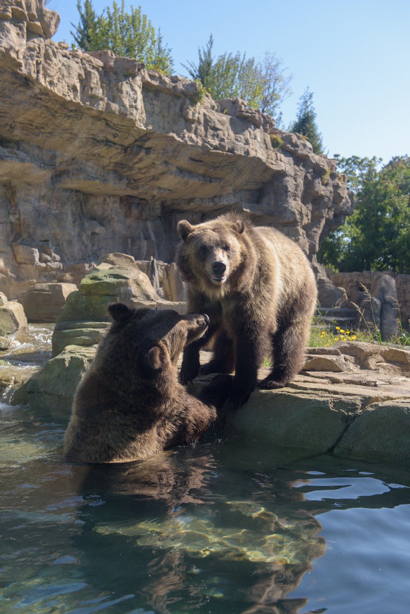 stlzoo's tweet photo. There are only a few hours left to vote! Last we checked (when the rankings were public), we were ranked #1 for Best Zoo and Best Zoo Exhibit for Sea Lion Sound. You have until 11 a.m. today, to vote &amp; keep us at the #1 spots! https://t.co/gzReXLLwQd https://t.co/M0iXe0QJId