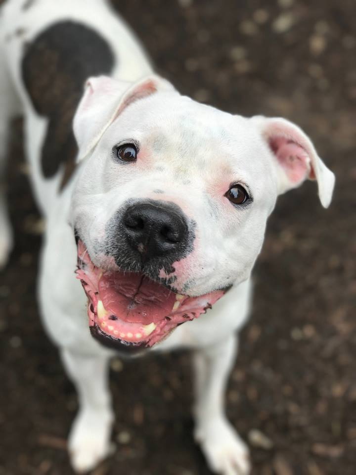 #nationaladoptashelterpetday #SAVEALIFE we have SO MANY animals that are looking for their forever homes. #dogsofttwitter