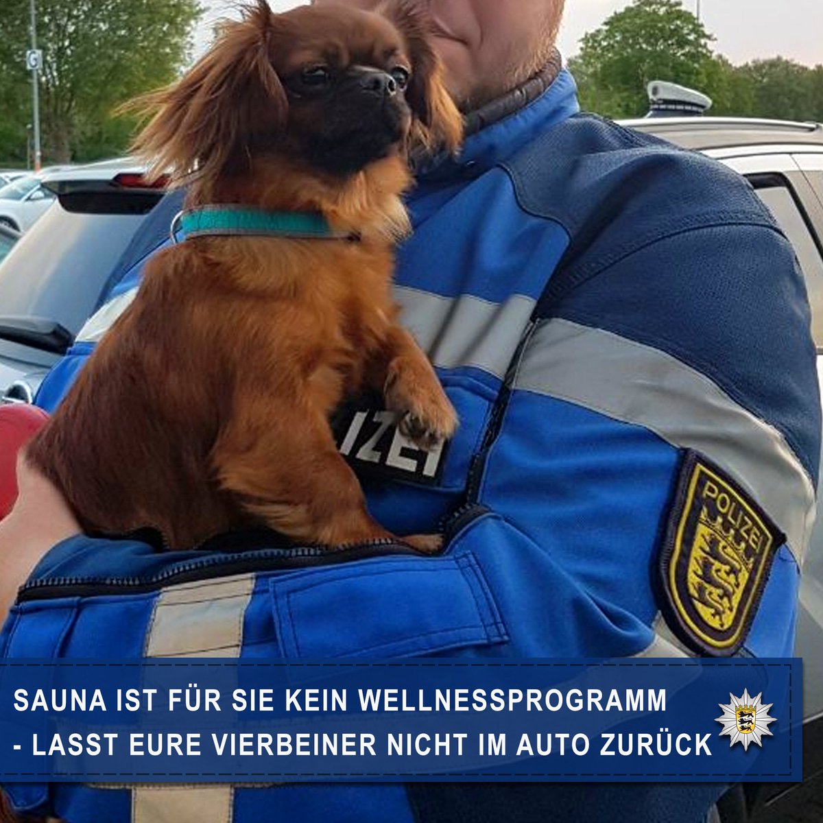 PP_Stuttgart's tweet image. #Sommer #Hund #Auto Eure Hunde brauchen keine Sauna - Tipps damit eure Vierbeiner in euren Autos nicht eingehen: bit.ly/2HXNajZ

Eure Hunde werden es euch danken. Eure #Polizei #Stuttgart
