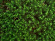 greenthumbfarms's tweet photo. Sodding Suggestions- Native #6 is the Haircap Moss.  Great as a ground cover, around trees, or even between pavers this sod can provide a little contrast to your landscape.  https://t.co/Cst931BBeE #nativesod #plantsomethingme https://t.co/VDicEDh22J