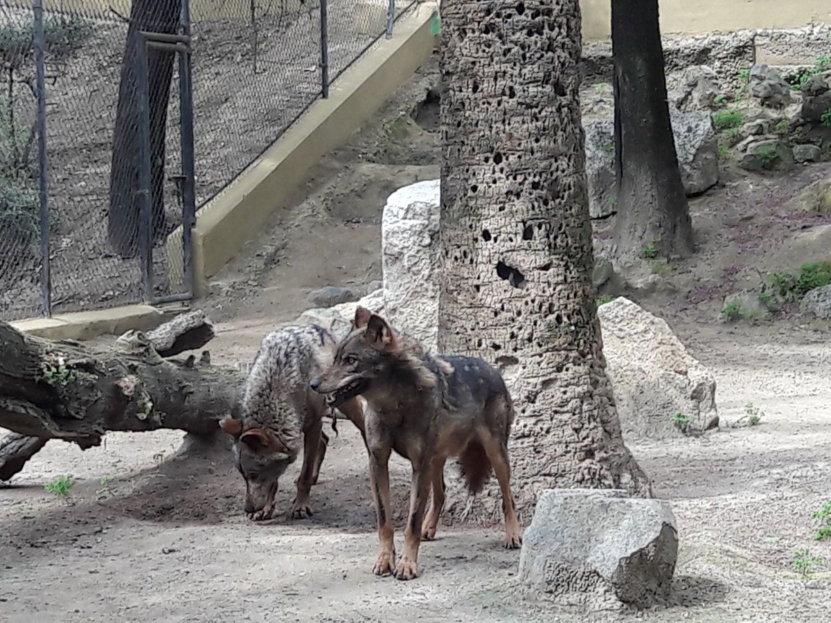 zoobotanicox's tweet photo. SE INAUGURA LA AMPLIADA Y MEJORADA INSTALACIÓN DEL LOBO EN EL ZOO
La instalación pasa a quintuplicarse, alcanzando uno de los objetivos del Zoo, que no es otro que el bienestar animal. El lobo ibérico está incluido en los Programas de Especies Amenazadas. https://t.co/2ZP7zbfO0V https://t.co/MoubinrgKJ