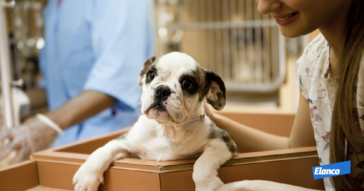 Elanco's tweet photo. We can think of 1,000 + reasons to adopt this adorable little face. Its Adopt a shelter pet day and we want to hear your story on #WhyIADOPT https://t.co/ZC58Xb6OGZ