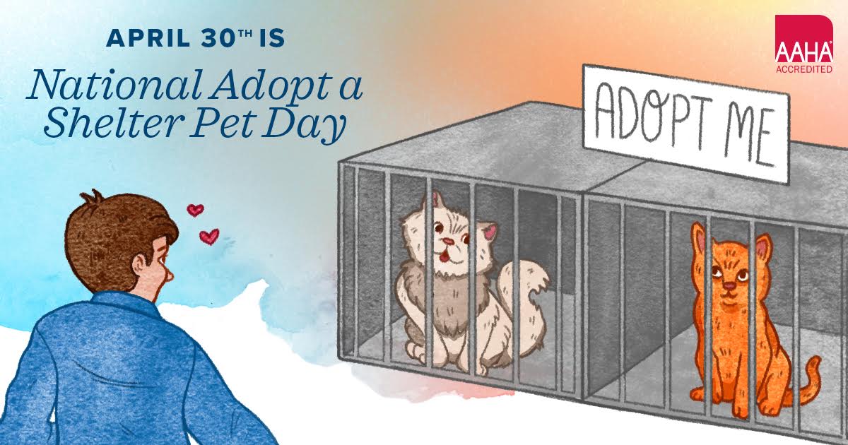 Halifaxvets's tweet photo. It's National Adopt a Shelter Pet Day! Did you adopt your pet? Tweet us a photo of your pet and tell us your story!  🐱🐶 #NationalAdoptAShelterPetDay https://t.co/upLIQogJ4G