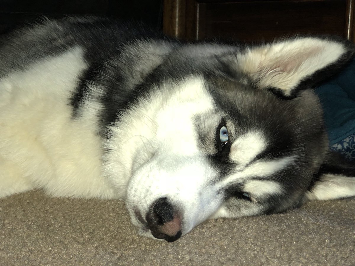 husky_link's tweet photo. Monday’s... am I right? #mondaysbelike #mondays #SiberianHusky #husky https://t.co/um5xaESbxR