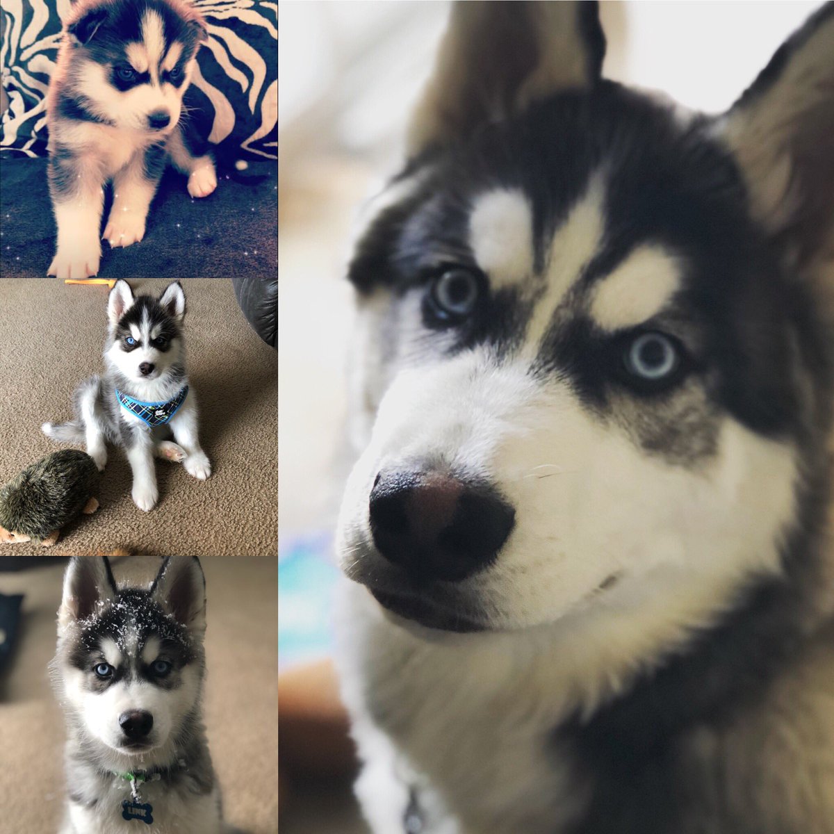 6 week old siberian husky puppy