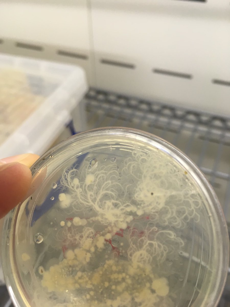 ICLCleverClover's tweet photo. So a sneak preview of the results of our soil bacteria isolation experiment - young Gustave’s plate from Saturday seems to contain a cool pattern forming bacterium. We think the asymmetric, clockwise curving of the radial filaments might mean it’s Bacillus mycoides! #ImpFest https://t.co/gQtSb6fiqf