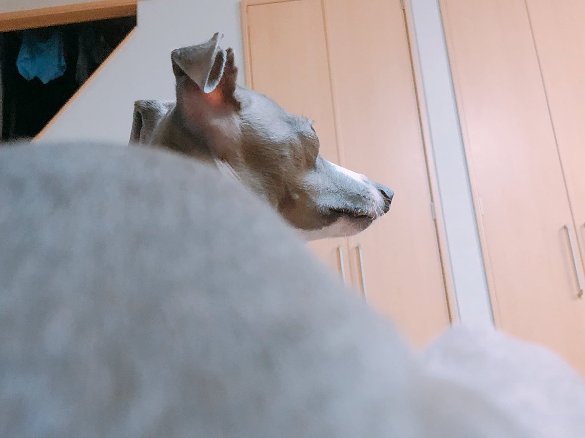 itagures's tweet photo. お尻からのイタグレ🐶 https://t.co/AGw4cYjCyS