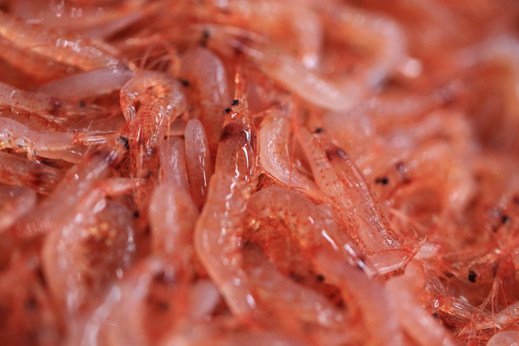 静岡ヤママル Sur Twitter こんばんは 桜えび漁 状況は横ばいです 連休後半前に出荷できそうなので良かったです 桜えび漁 桜えび 静岡 由比漁港