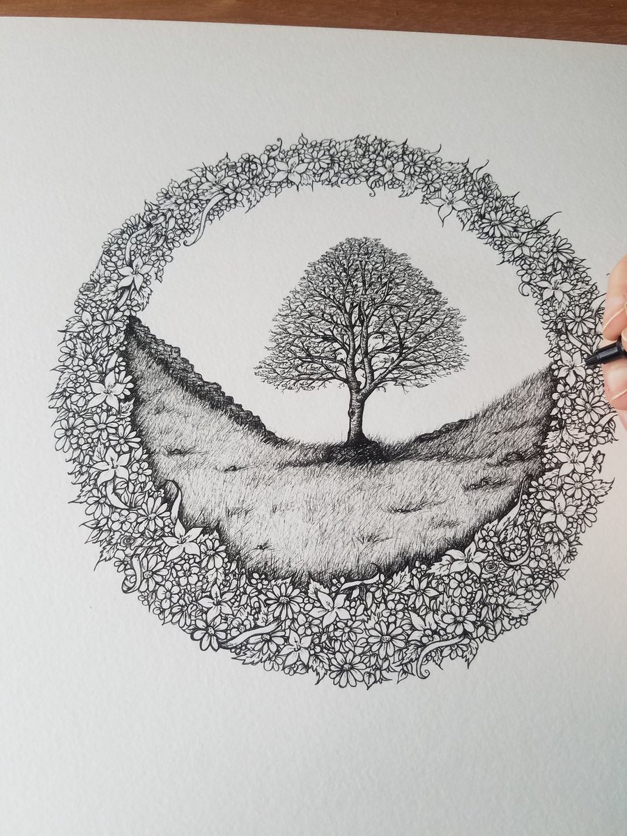 I've been working hard in my studio &amp; I'm almost finished my Sycamore Gap drawing 😊 #lovewhatido #artist #NEfollowers