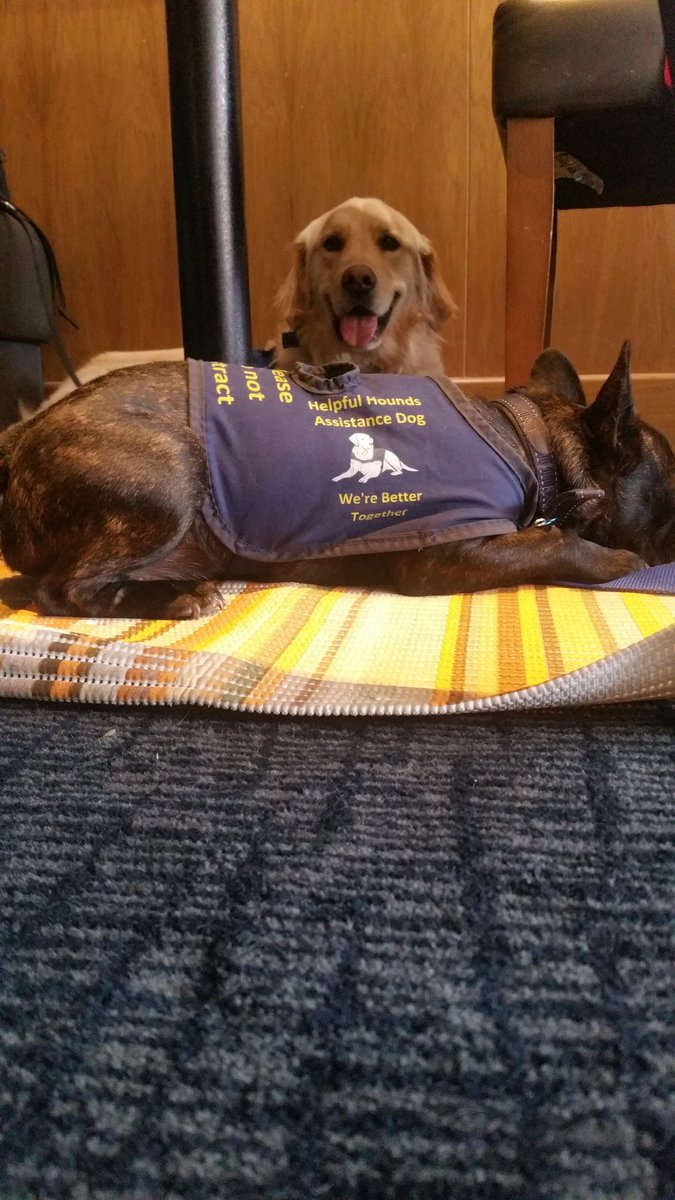 Peekaboo!

Two of our #HelpfulHounds doing some public access work in #Southbourne! Both were absolute stars!

#assistancedogs #goldenretrievers #frenchbulldogs #peekaboo #supportdogs #dogtraining #settlemats #dogtrainingequipment #autismassistancedog