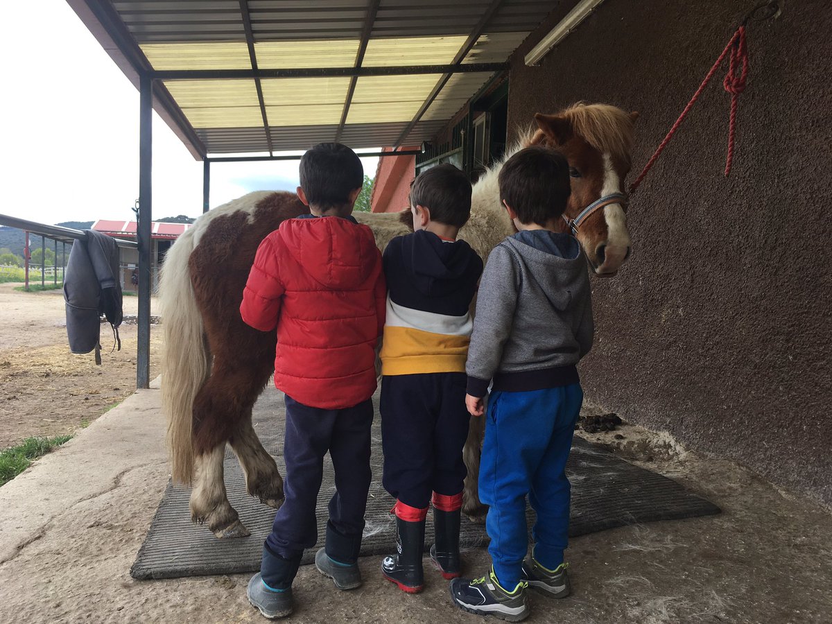 hipicatovarich's tweet photo. Terminando nuestro #diasincole en Ranitas y Tovarich. Actividades de cepillado, paseos en Pony y caballo, aprendemos lo que comen los caballos y muchas actividades más!!! Que mejor plan para los peques cuando los papis tienen que trabajar!!!

#campamentos
#centroecuestretovarich https://t.co/r0ijtXVWoe