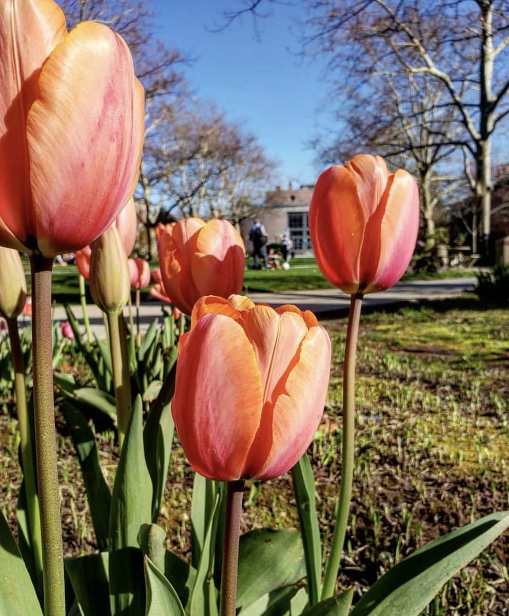 This is your weekly reminder to stop and smell the tulips. 📸: Adam Hussain '19 #HappyMonday #HofViews