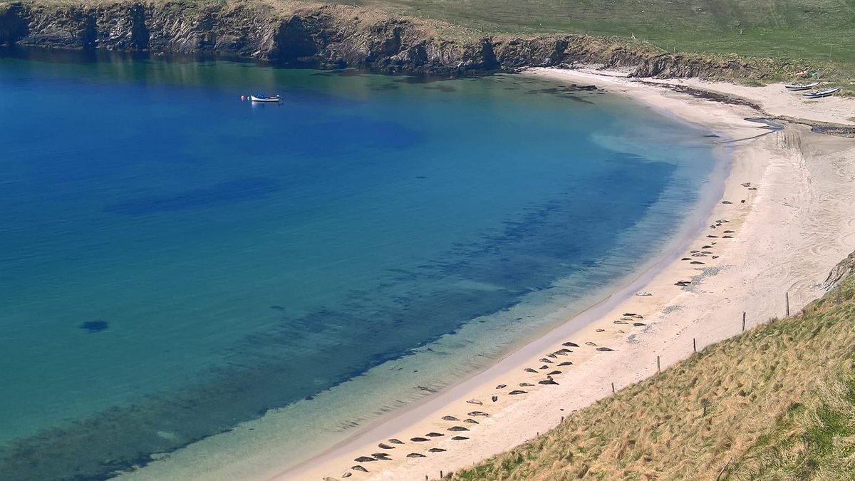 AdamHenson's tweet photo. Filming up in Shetland today - beautiful weather and scenery with seals basking in the sunshine https://t.co/RwoqlwbJnu