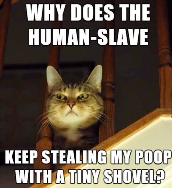 funnypet5's tweet photo. #suspiciouscat #spyingcat #peepingcat tag your spy! https://t.co/yAbOHtXPEk