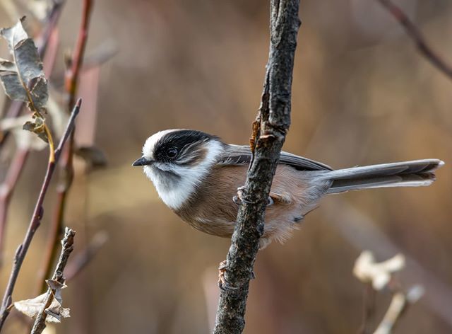 MacaulayLibrary's tweet photo. Few species look more "bearded" than the White-throated Tit of the Himalayas.
White-throated Tit | Aegithalos niveogularis
©Abhishek Das/Macaulay Library at the Cornell Lab (ML84730881)
#ebird #cornelllab #ML #MLstaffpicks #MLbest #MacaulayLibrary #ml_… https://t.co/AEu0JP3APN https://t.co/NdoWJPYA87