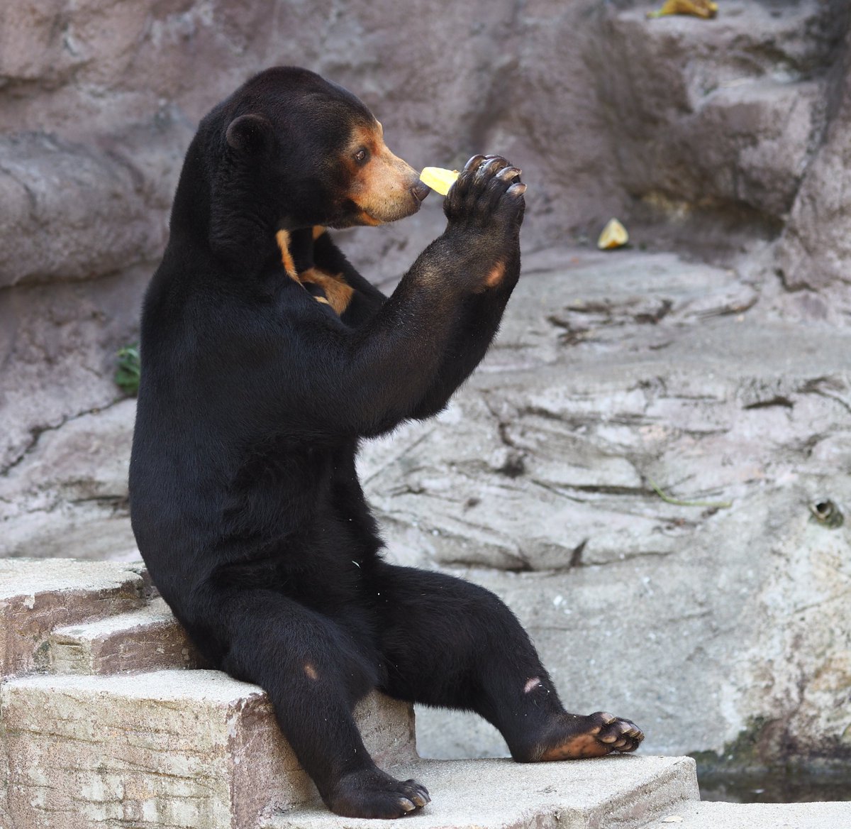 Chachamama1029 愛らしい仕草のマーサ 4 29 マーサ マレーグマ マーズの誕生日 天王寺動物園 Sunbear Tennojizoo おやつタイム 動物 クマ 動物園 T Co Mzctldabjf Twitter