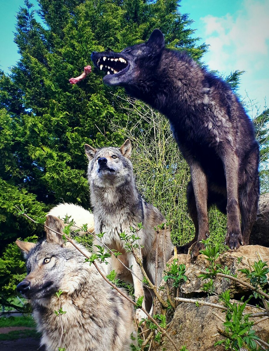 #Le20HLeMag : ce soir vous allez adorer, petits et grands, "Le Grand Méchant Loup " dressé par un homme fascinant  #PierreCadeac
L'homme qui murmurait à l'oreille des animaux ... Tout de suite après #JT20H <a href="/TF1LeJT/">Natalia Kowalski</a>  🐒🐯🐕🐗<a href="/sylviepinatel/">Sylvie Pinatel</a>