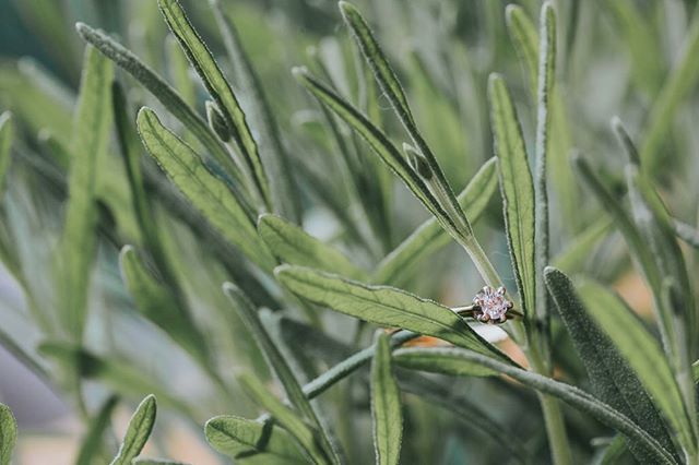 AnnaRenarda's tweet photo. Springtime love🌱🌱🌱
.
.
#springtime #springlove #wiosna #zielono #lawenda #engagementring #engagement #engaged #zareczyny #pierscionek #pierscionekzareczynowy #macro_mood #fotografiaslubna #fotografslubnykrakow #loveissweet #twitter https://t.co/fwxNWUV6Ah https://t.co/sNC0tkRIU3