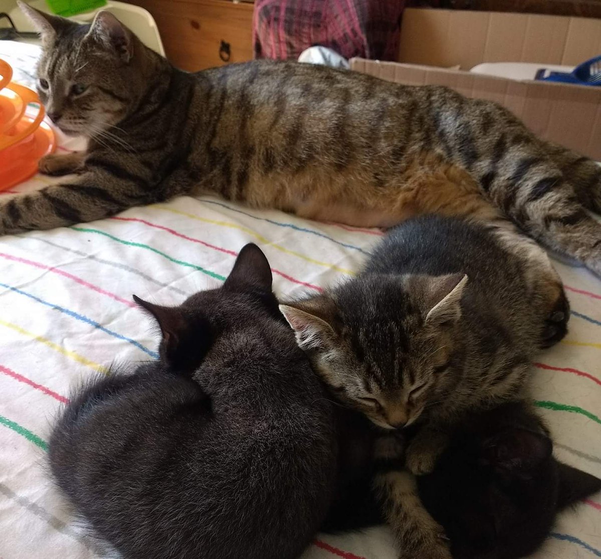 LinasCatRescue's tweet photo. Nyikas kittens are now 8 weeks old. They had fever coat when they were born most of it has now grown out but some still remains on the black kittens as a grey shine. This will go as they grow 😍 https://t.co/5FOOFlJWYB