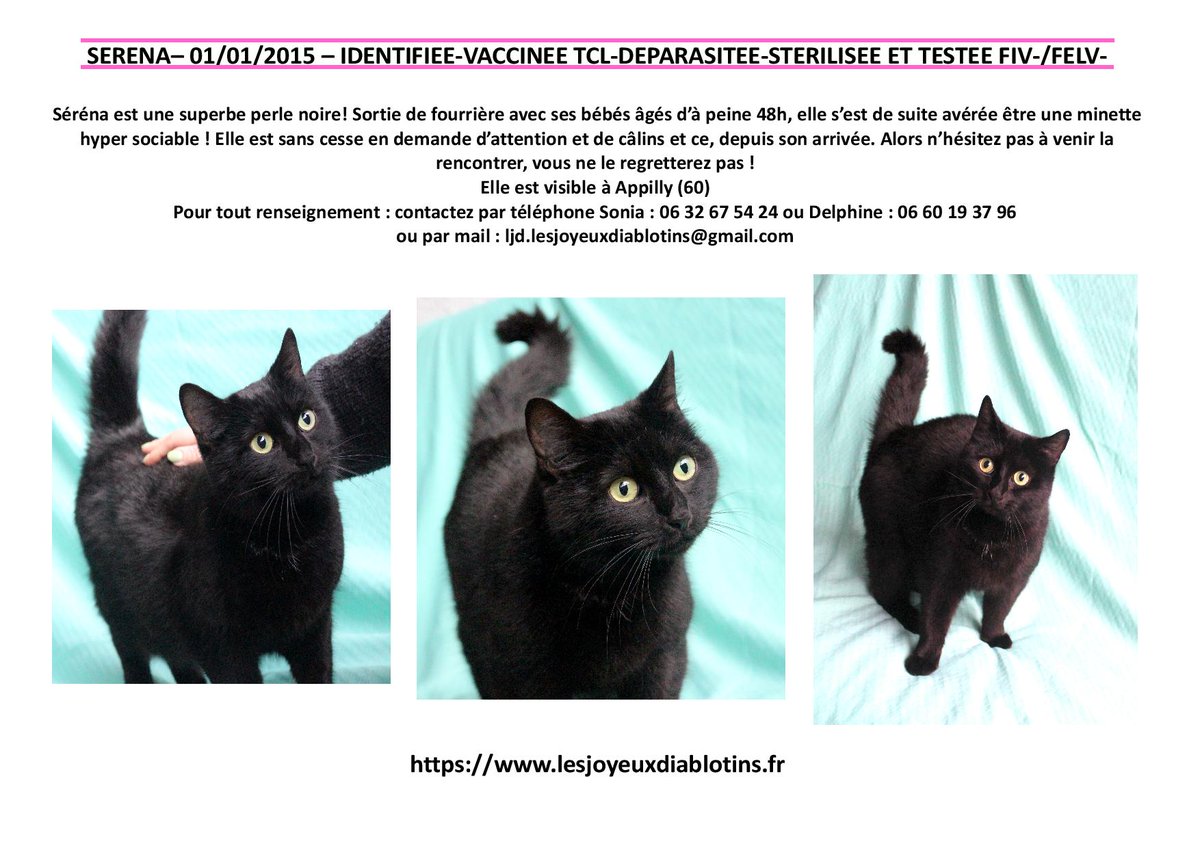 LJD_Diablotins's tweet photo. Séréna à l'#adoption https://t.co/LkNmF9nQ4a
@SecondeChance @Wamiz #PerleNoire #AdoptDontShop https://t.co/0BMbxOY4MS