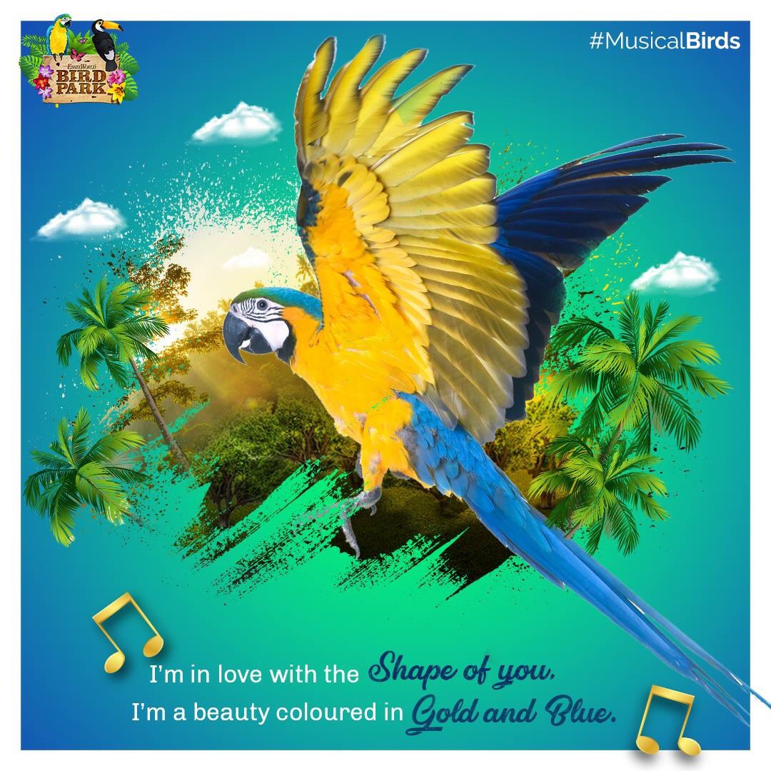 EWBirdPark's tweet photo. Come and enjoy the melodies of the blue and gold macaw at EsselWorld Bird Park today: https://t.co/POSjbMq5L1

#MusicalBirds #EsselWorldBirdPark #Birds #Songs https://t.co/7OzXPR6KBV