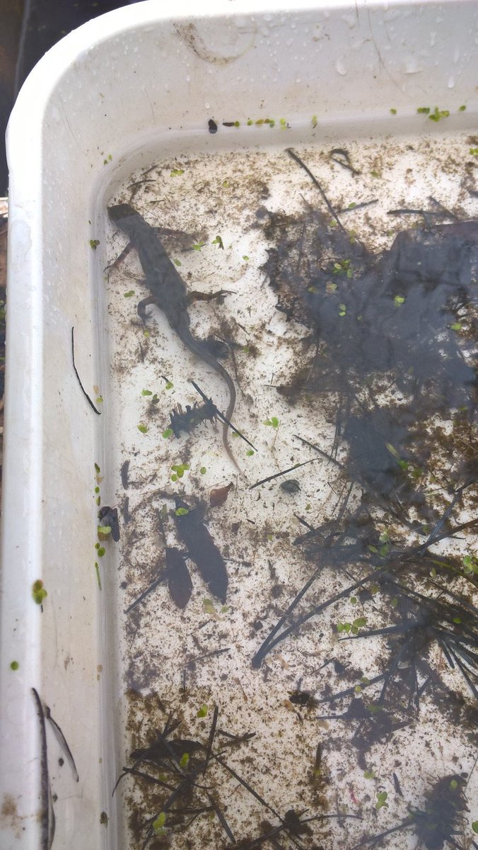talkadoptionmid's tweet photo. We had a great day exploring the Botanical Gardens! Although it was a bit overcast and rainy, we found a few creatures (including a newt!) whilst pond-dipping and a few creepy crawlies in the undergrowth #talkadoption #postadoptionsupport #Birmingham #westmidlands @afteradoption https://t.co/1wwH5vpZ2k