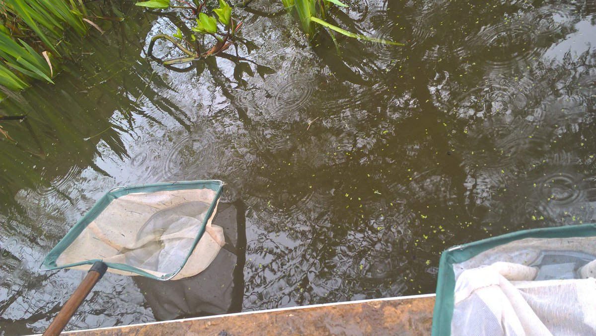 talkadoptionmid's tweet photo. We had a great day exploring the Botanical Gardens! Although it was a bit overcast and rainy, we found a few creatures (including a newt!) whilst pond-dipping and a few creepy crawlies in the undergrowth #talkadoption #postadoptionsupport #Birmingham #westmidlands @afteradoption https://t.co/1wwH5vpZ2k