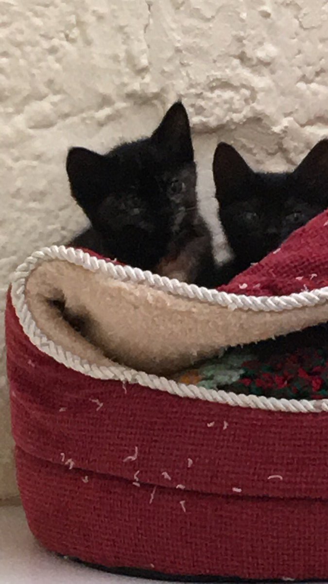 durham_extra's tweet photo. In store we have a permanent collection point for our local @RSPCA_official, during a recent conversation with volunteers we found out they are currently running short on kitten food for their new litters so myself and Amanda paid a visit and took them some supplies! #tescodurham https://t.co/b6YmVWUrKi