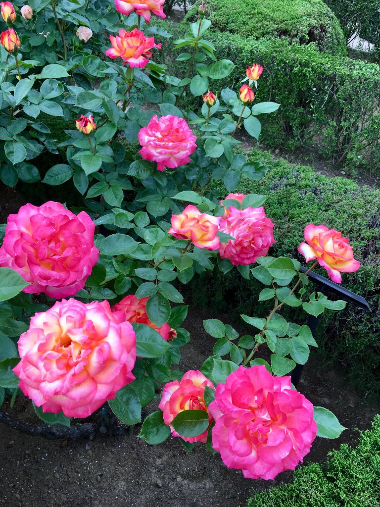 maorinlemon789's tweet image. これが最後の投稿です🌹

The last post of beautiful roses 🌹

#JapanisBeautiful #JapanTravel #SpringinTokyo