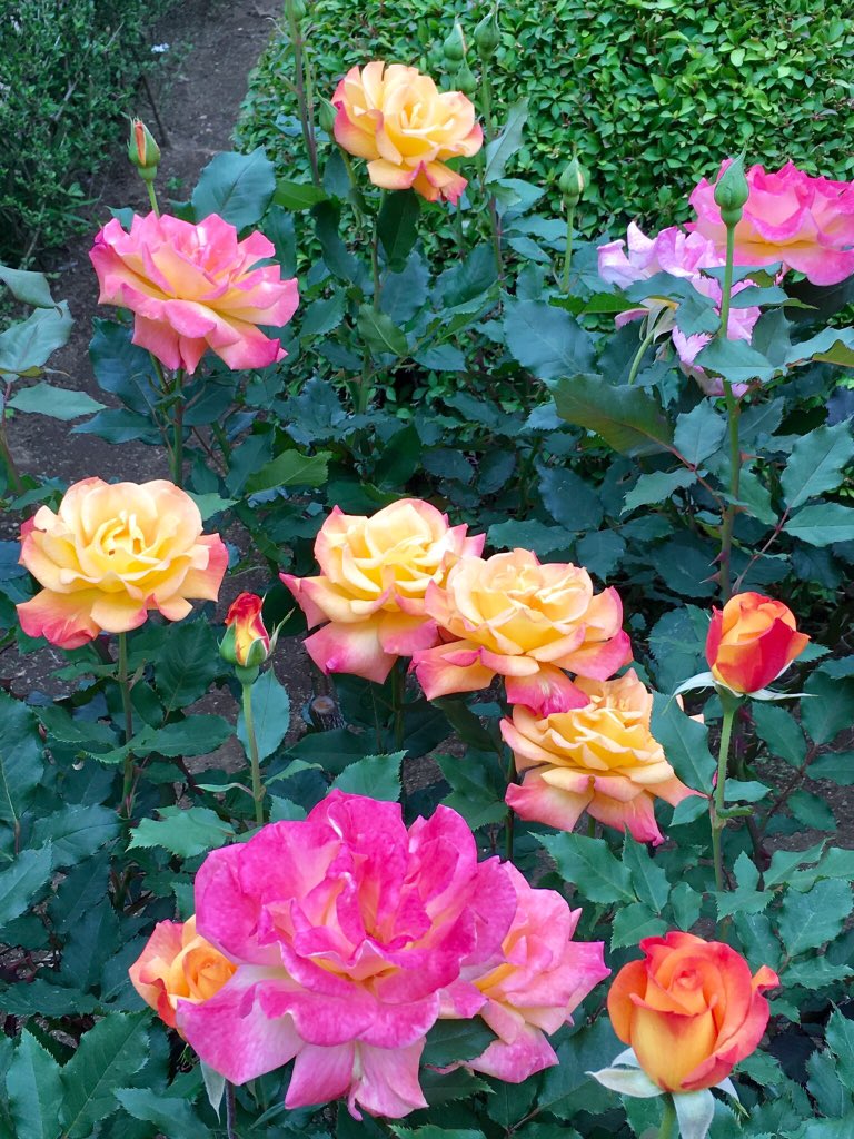 maorinlemon789's tweet image. これが最後の投稿です🌹

The last post of beautiful roses 🌹

#JapanisBeautiful #JapanTravel #SpringinTokyo