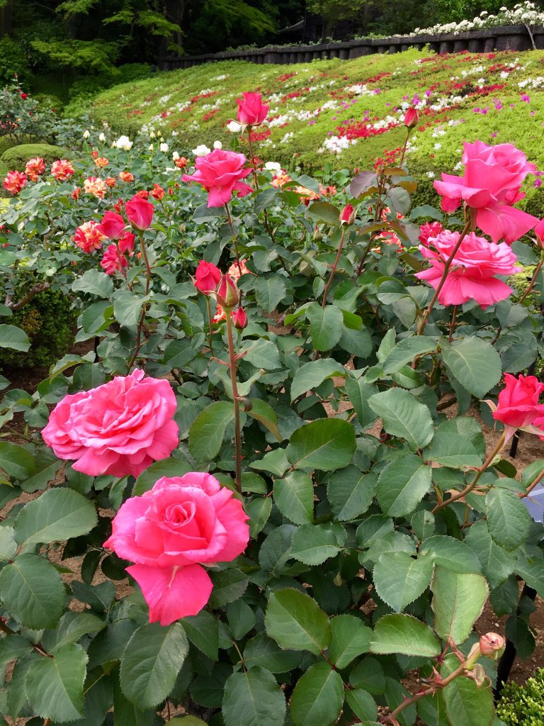 maorinlemon789's tweet image. これが最後の投稿です🌹

The last post of beautiful roses 🌹

#JapanisBeautiful #JapanTravel #SpringinTokyo