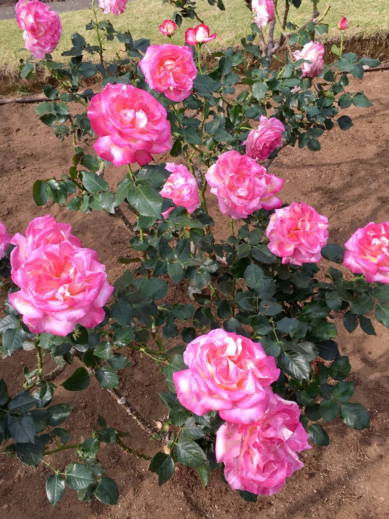maorinlemon789's tweet image. これが最後の投稿です🌹

The last post of beautiful roses 🌹

#JapanisBeautiful #JapanTravel #SpringinTokyo