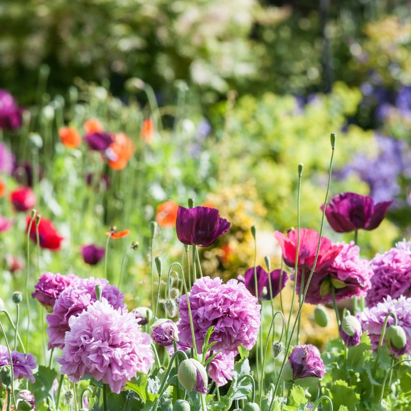 oldmilltoronto's tweet photo. Spring ahead to the season of rejuvenation and new beginnings. Relax, refresh and revitalize with our Step Into Spring Package. https://t.co/Bg1Ndj70Jl #cozyaccomodations #hotelpackages #Romanticweekends #springpackages #romanticgetaway #weekend #oldmilltoronto https://t.co/s8PdzgwqxB