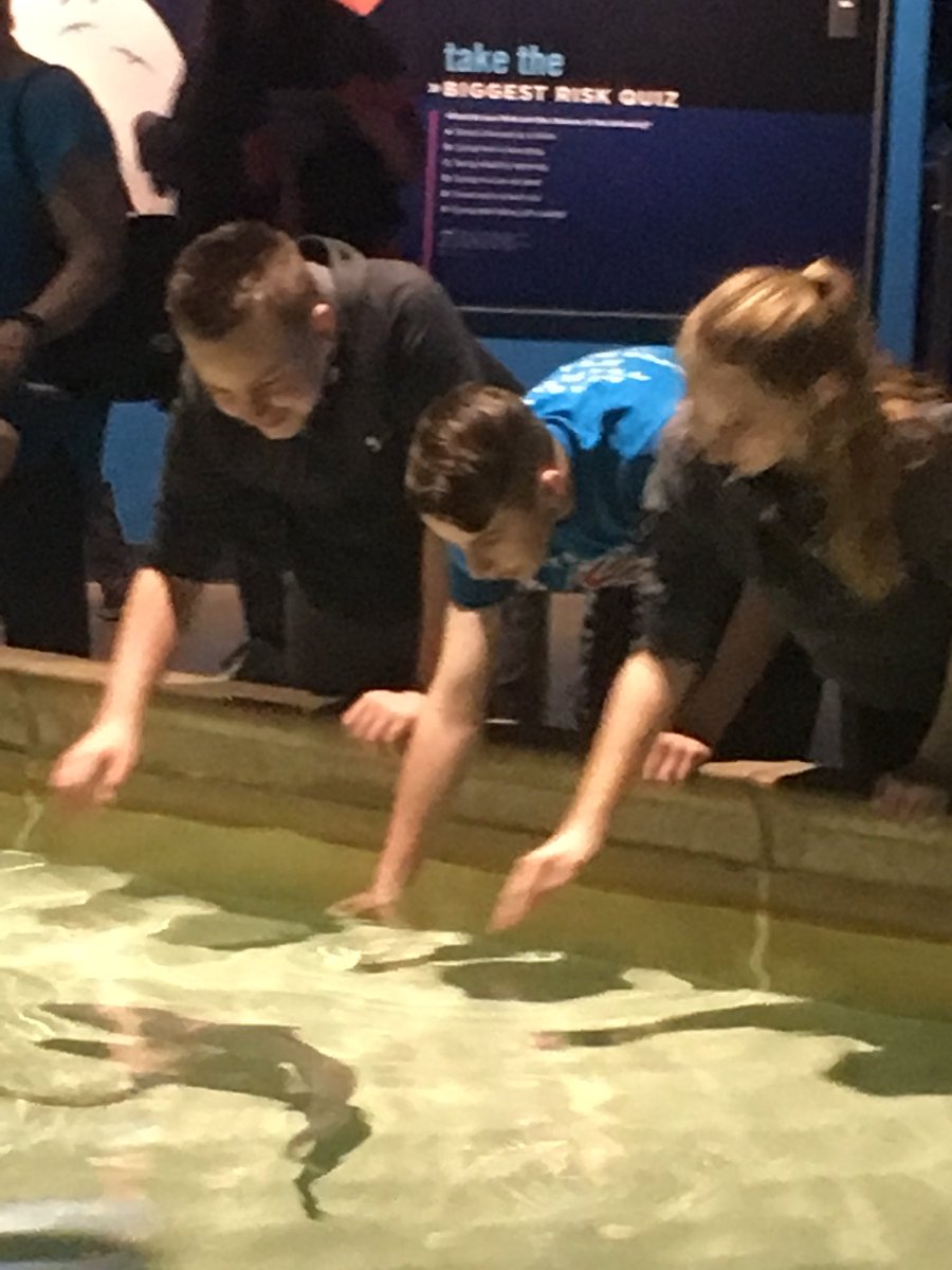 eesroom32's tweet photo. Petting Sharks. Just another day at school. #stem #EESArabians https://t.co/3TDacdk3rP