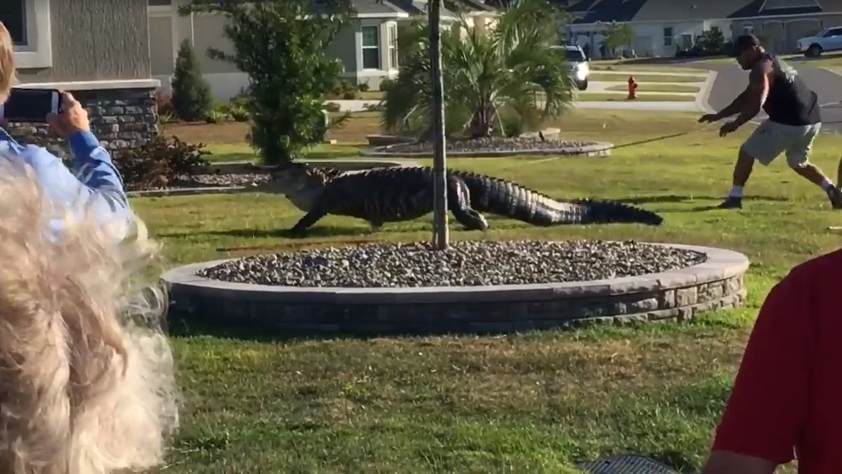 WATCH VIDEO 'Aggressive' alligator wrangled away from front porch of Florida home bit.ly/2w4Lh0e?utm_so… https://t.co/lSYOAAUq4L