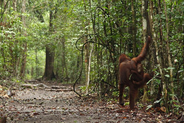 ArcusApes's tweet photo. The Leuser Ecosystem is the last remaining place where Sumatran #orangutans, elephants, and tigers co-exist naturally, and thus has high biodiversity significance. New biodiversity maps released by @globalforests helps prioritize areas for #conservation. https://t.co/gm28KO6wBB https://t.co/j48SdTFehe