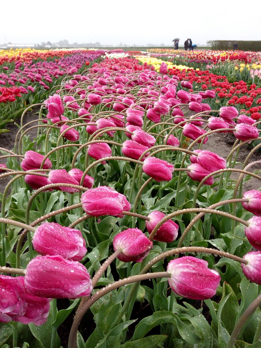 StanvanOers1's tweet photo. Onder invloed van het #weer laten #tulpen zich soms van een hele andere kant zien. https://t.co/615eKCA8vi