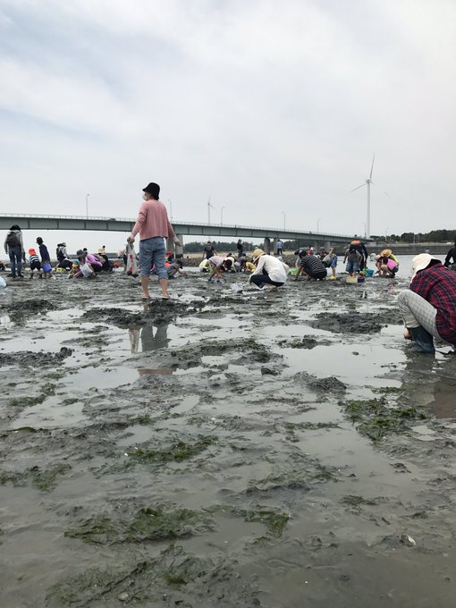 関西圏の潮干狩りでマテ貝が取れるスポット 時期や潮位どれくらいの時がいい 猫の手も借りたい