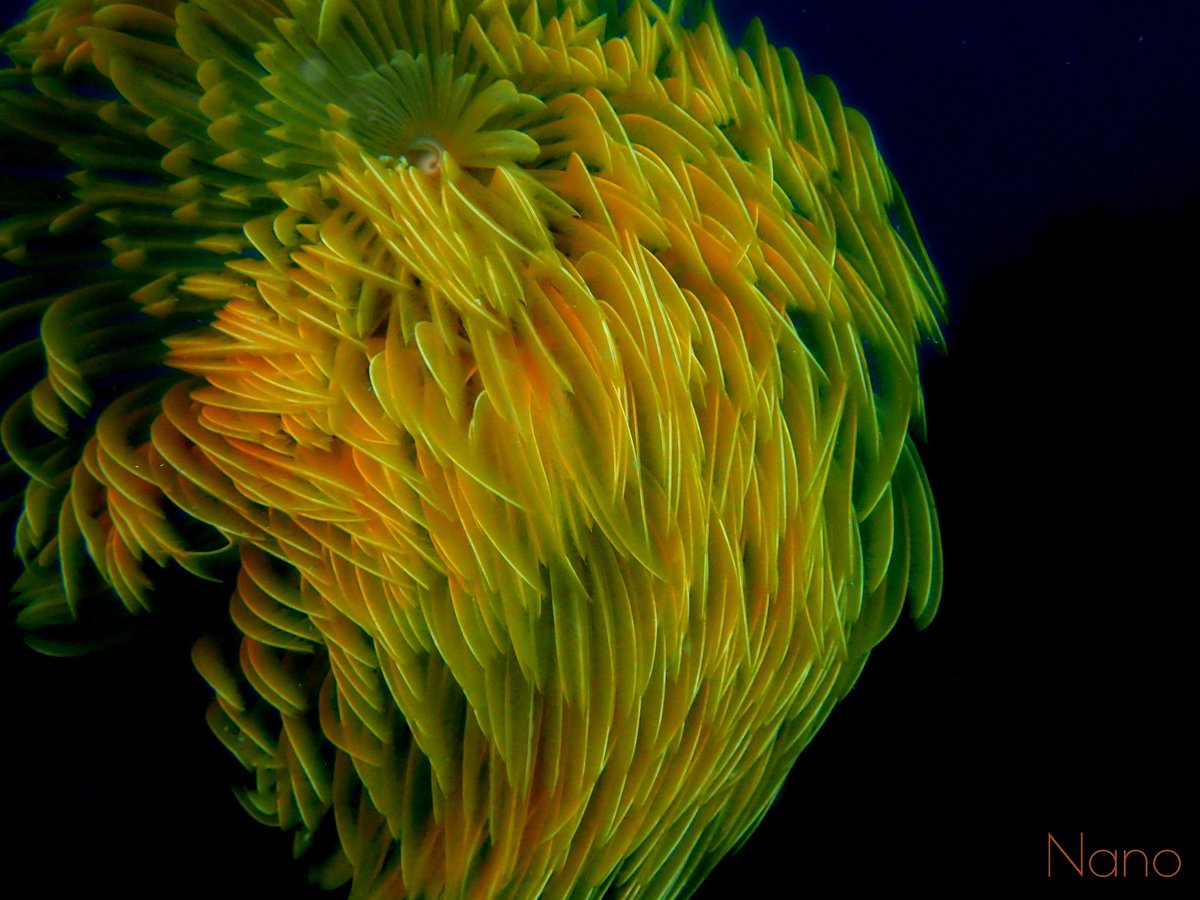 GarAriass's tweet photo. Espirógrafo cerrándose.... La herradura

#macrophotography #flabellina #travel #viaje #buceo #dive #diving #aventura #gar_arias #scuba #españa #nudibranch #macro #mergulho #photography #art #espirografo #laherradura https://t.co/ea7XDp5mGE