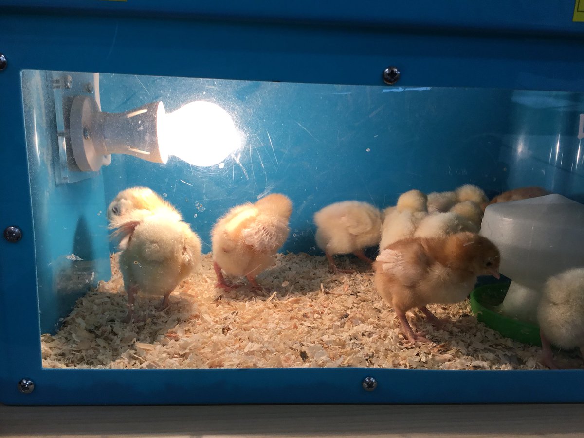 InfantFairfield's tweet photo. Look how quickly our chicks are growing! https://t.co/E8AZqpL4Jj