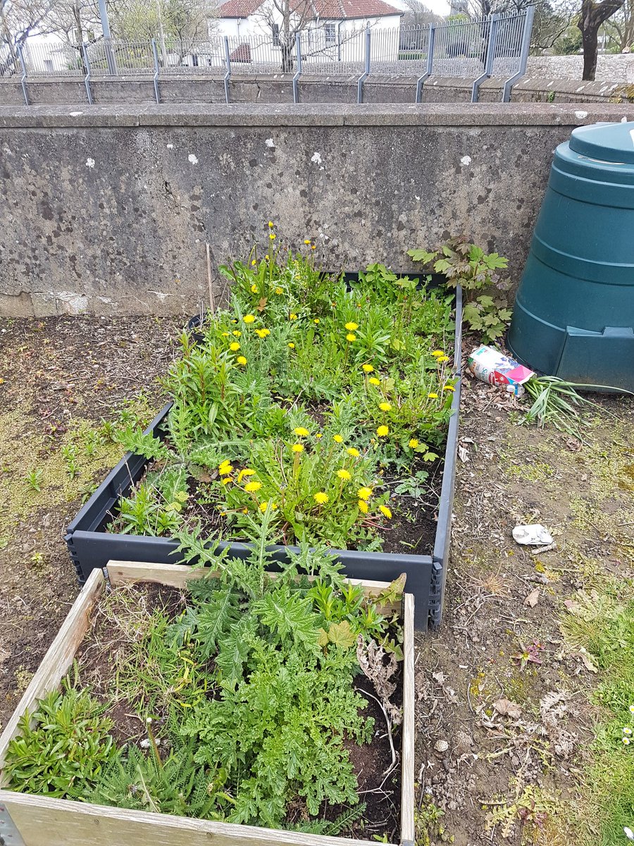 mspowertramore's tweet photo. Prepping the raised beds for our #Incredibleedible crops https://t.co/YXdw9iUeWR