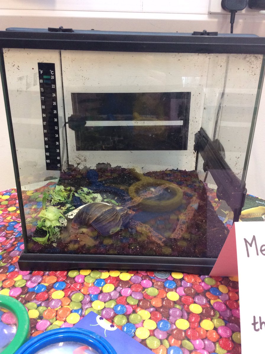 FSStLukes2017's tweet photo. We've had a new visitor today to start our minibeast topic-Frank the giant African snail!! The children love him! 🐌 https://t.co/zeSxi3vJfD