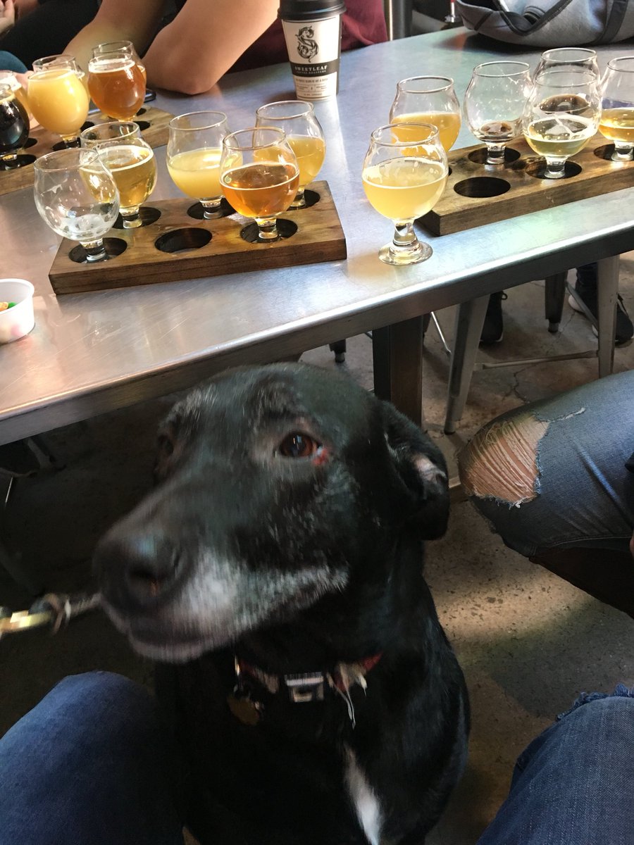 D_Professor_11's tweet photo. Had a great time at @BigAliceBrewing with Onyx on his first brewery visit!! #DogsOfTwitter #Craftbeer #QueensBeer #DogsOfQueens https://t.co/2wqHM05kY7