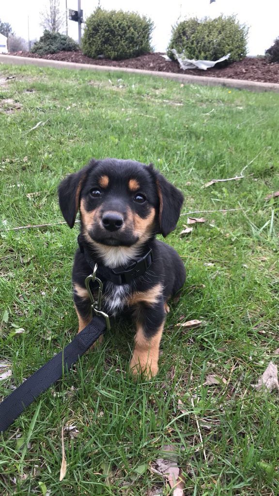 Dogs Of IUP tweet media