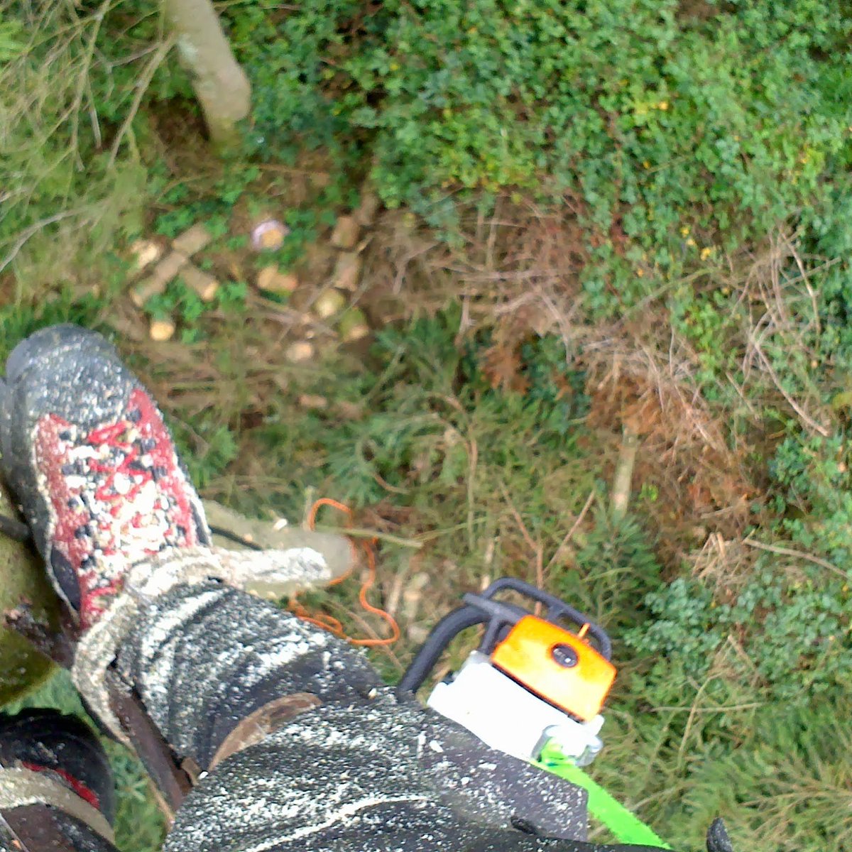 JRoseTrees's tweet photo. #NationalGardeningWeek - got a tree that needs attention? Give your local #treesurgeon a call, make sure they are fully insured and qualified to NPTC standards as messing round at height with a chainsaw can be dangerous 😉 https://t.co/NTfvJ1Z0om
