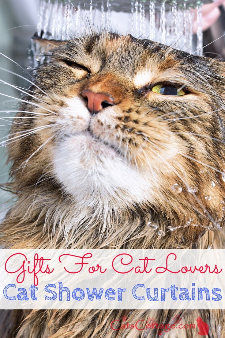 CatsCottagecom tweet picture