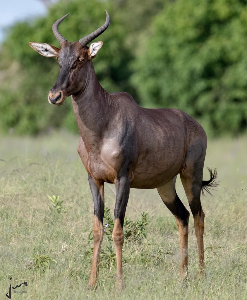 imagesbyjwr's tweet photo. The Tsessebe is the fastest antelope in Africa & can run at 55 mph.
#tsessebe #antelope #botswana #africa #safari #wildlife #pictureoftheday #photography #eyeem #wildlifephotography #natgeoafrica #natgeotravel #myphotocrowd #theworldguru #500px #travel #jwrimages https://t.co/nxEkdWcXJB