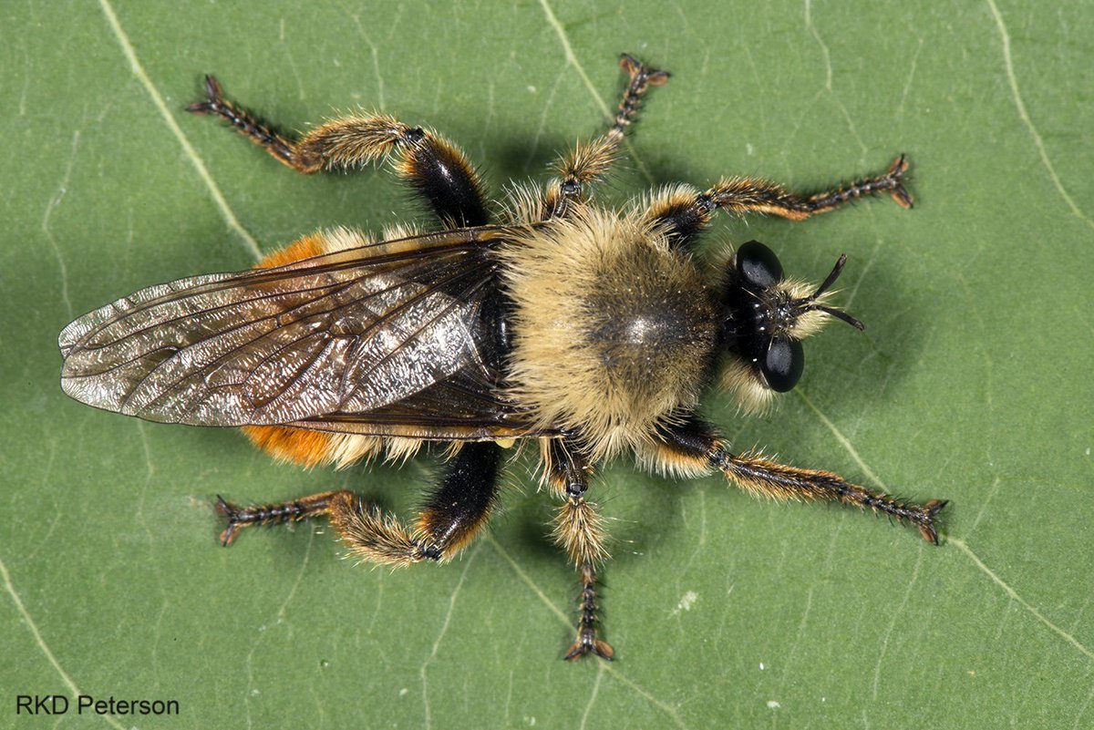 Here's a bad-ass Laphria for #worldrobberflyday from the Greater Yellowstone Ecosystem. #Yellowstone #insects #Diptera