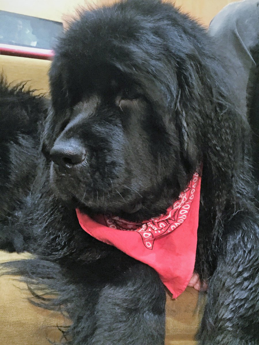 💖💖💖 Taking shower is so exhausting.... 💖💖💖 #newfoundland #dogs #pet #puppy #newfie #cute #beautiful #dogsotwitter #puppylove #travel #home